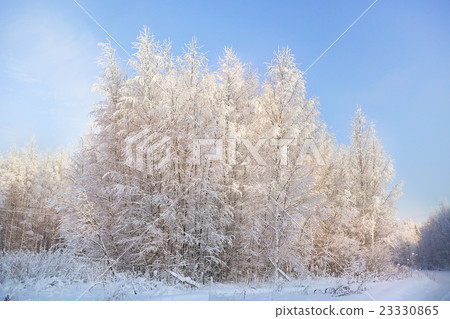 texture dense birch forest in winter texture dense birch forest in winter 23330865