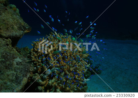 small coral fish underwater small coral fish underwater 23330920
