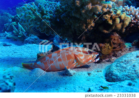 grouper underwater photo grouper underwater photo 23331038