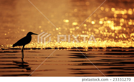 Summer water heron silhouette at sunset Summer water heron silhouette at sunset 23331270