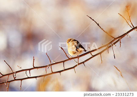 little spring bird on a branch little spring bird on a branch 23331273