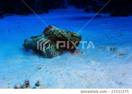 synanceia verrucosa fish stone synanceia verrucosa fish stone 23331375