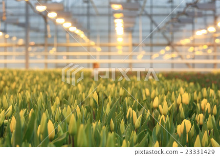 Plantation of tulips in a greenhouse Agribusiness 23331429