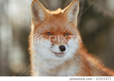 red fox in winter forest Pretty red fox in winter forest Pretty 23331471