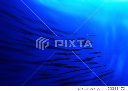 flock of fish on the coral reef 23331472