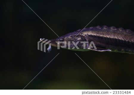 sturgeon underwater 23331484