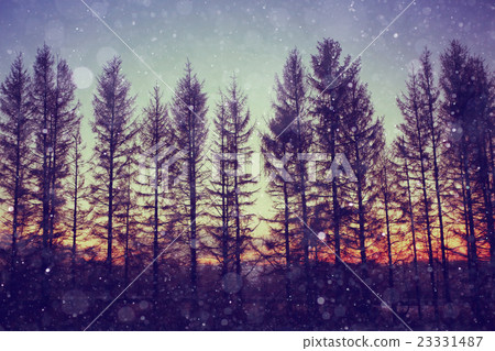 night snowfall trees background night snowfall trees background 23331487