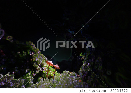 small poisonous mushrooms small poisonous mushrooms 23331772