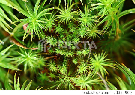 texture of green moss texture of green moss 23331900