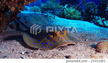 stingray on the seabed 23331961