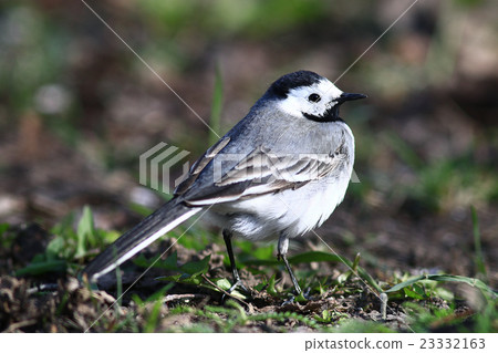 little bird Wagtail 23332163