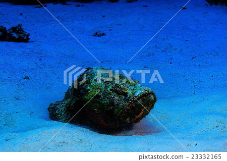 synanceia verrucosa fish stone 23332165