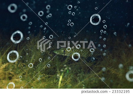 Underwater World on the lake, reeds and clear water 23332195