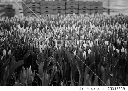black and white photo of a flower business, flower cultivation black and white photo of a flower business, flower cultivation 23332239
