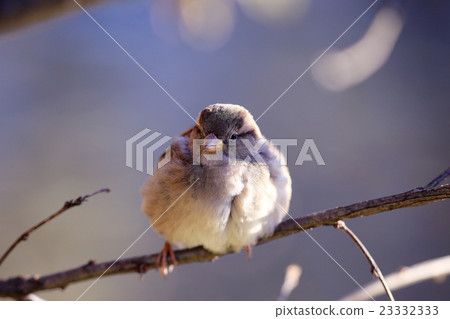 Sparrow on a branch 23332333
