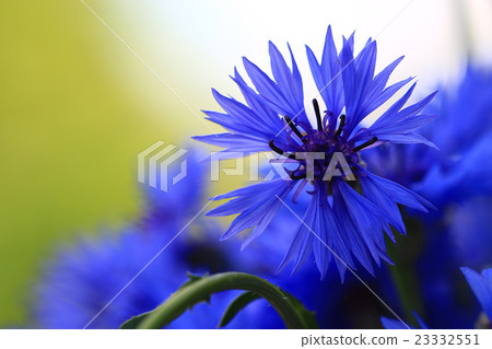 wild flowers in the field wild flowers in the field 23332551
