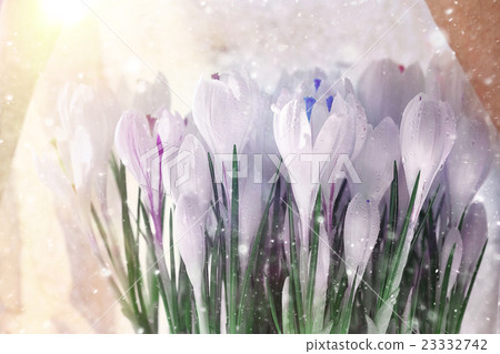 delicate white flowers spring background 23332742