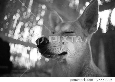 Pretty cheerful mongrel dog outside Pretty cheerful mongrel dog outside 23332906