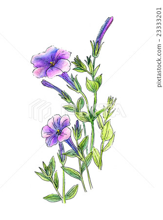 Beautiful petunia flowers 23333201