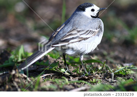 little bird Wagtail little bird Wagtail 23333239