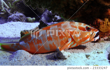 grouper underwater photo 23333247