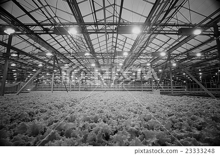 black and white photo of a flower business, flower cultivation 23333248