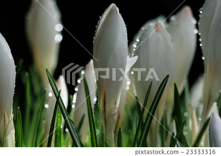 white crocus on a black background white crocus on a black background 23333316