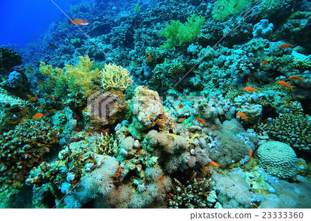 small coral fish underwater 23333360