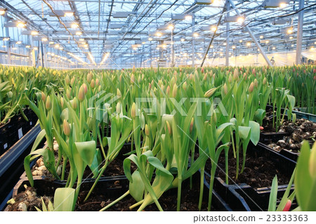 a lot of yellow tulips 23333363