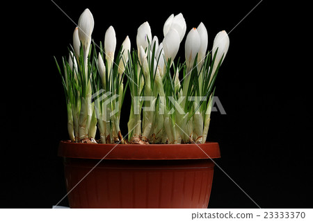 white crocus on a black background 23333370