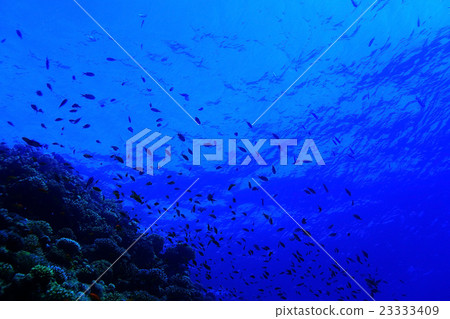 flock of fish on the coral reef flock of fish on the coral reef 23333409
