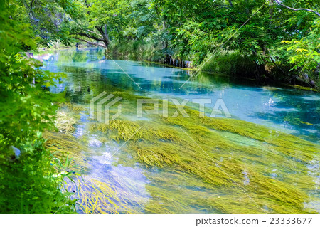 清除芥末種植園的電流 23333677