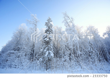 monochrome winter landscape monochrome winter landscape 23333750