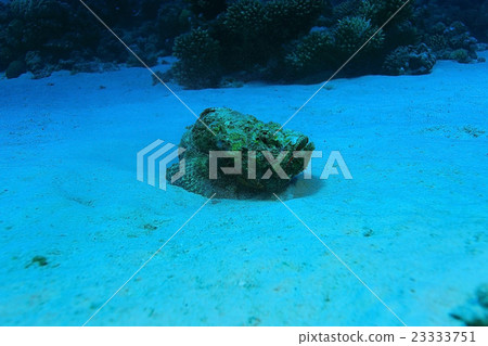 synanceia verrucosa fish stone synanceia verrucosa fish stone 23333751