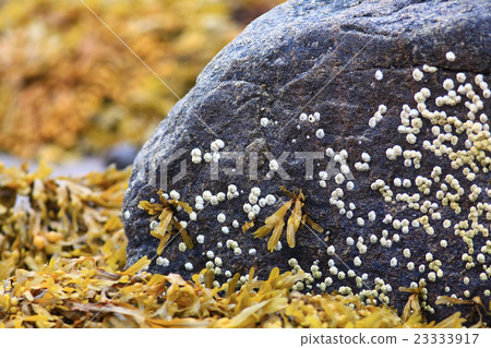 texture of the stone coquina beach texture of the stone coquina beach 23333917