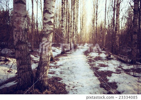 March landscape birch forest background March landscape birch forest background 23334085