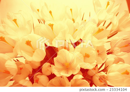background of white petals delicate flowers texture background of white petals delicate flowers texture 23334104