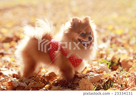 small dog Spitz red in autumn park small dog Spitz red in autumn park 23334131