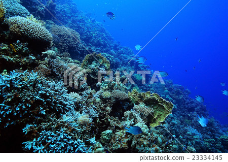 jamb of sea fish jamb of sea fish 23334145