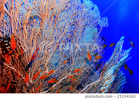 gorgonian on a coral reef 23334163