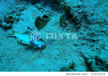 dead fish on the coral reef 23334232