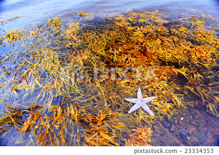 starfish on the shore 23334353