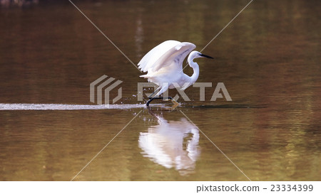 Summer water heron silhouette at sunset 23334399