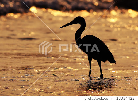 Summer water heron silhouette at sunset 23334422