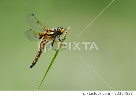 Young buddies (male) 23334538