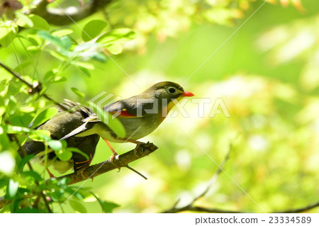 Pair of swallowtail 23334589