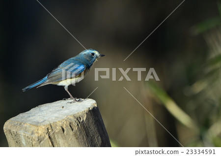 Ruribitaki stopping at a stump 23334591