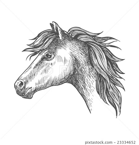 Heavy farm horse profile portrait in sketch style 23334652