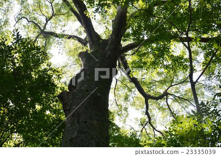 Forest tree 23335039