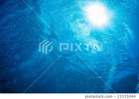 沙丁魚和陽光的幼蟲 沙丁魚和陽光的幼蟲 23335044